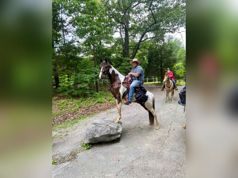 Spotted Saddle Horse Ruin 3 Jaar 152 cm Tobiano-alle-kleuren in Campbellsville, KY