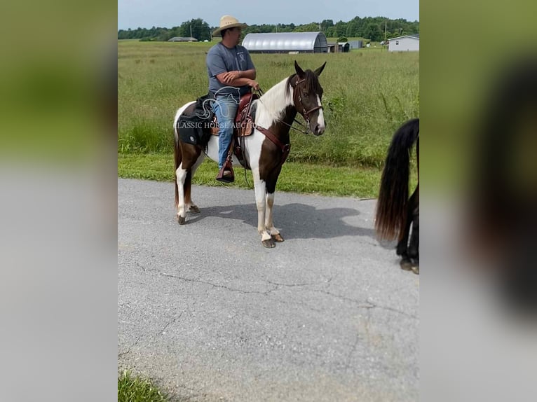 Spotted Saddle Horse Ruin 3 Jaar 152 cm Tobiano-alle-kleuren in Campbellsville, KY