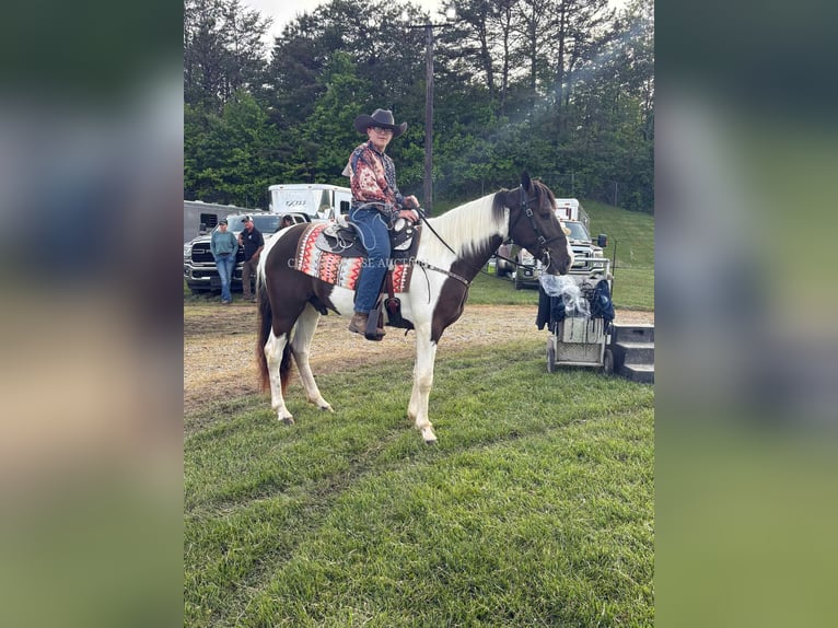 Spotted Saddle Horse Ruin 3 Jaar 152 cm Tobiano-alle-kleuren in Campbellsville, KY