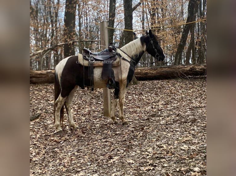 Spotted Saddle Horse Ruin 3 Jaar 152 cm Tobiano-alle-kleuren in Campbellsville, KY