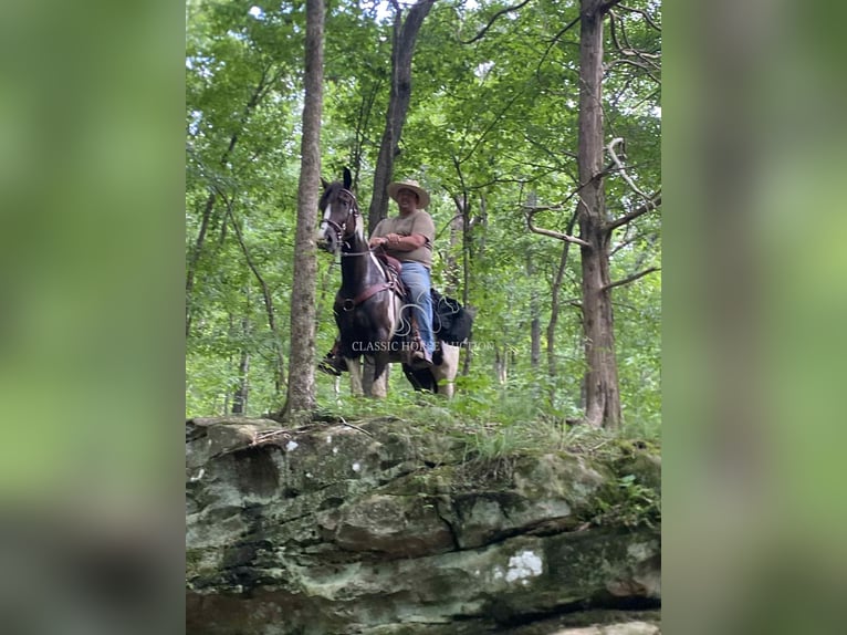 Spotted Saddle Horse Ruin 3 Jaar 152 cm Tobiano-alle-kleuren in Campbellsville, KY