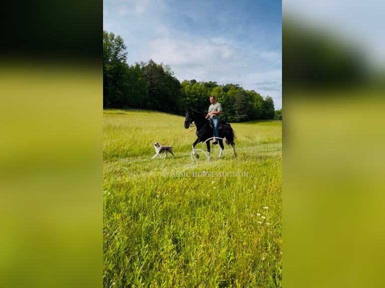Spotted Saddle Horse Ruin 4 Jaar 152 cm Tobiano-alle-kleuren in Rockholds, KY