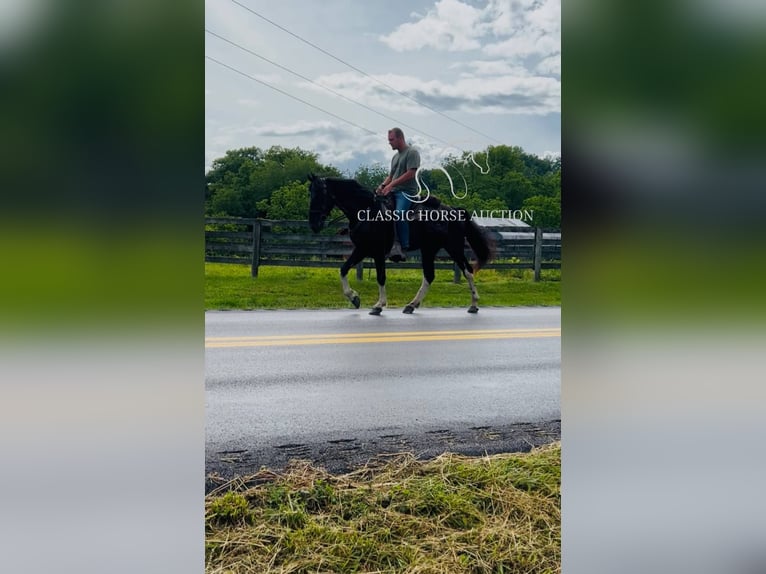 Spotted Saddle Horse Ruin 4 Jaar 152 cm Tobiano-alle-kleuren in Rockholds, KY
