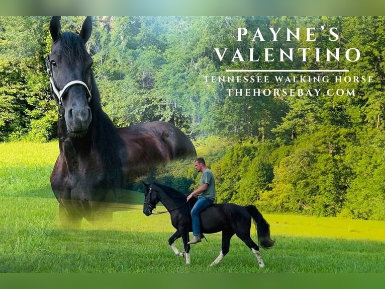 Spotted Saddle Horse Ruin 4 Jaar 155 cm Tobiano-alle-kleuren in Rockholds, KY
