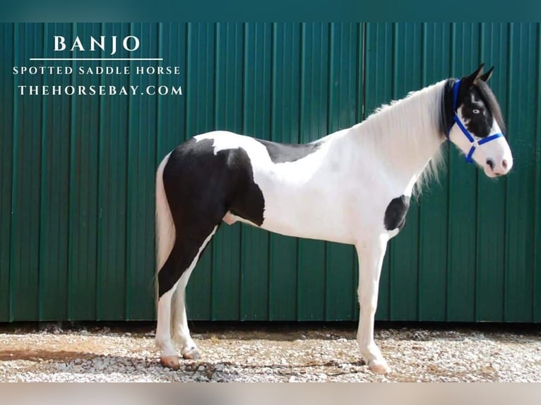 Spotted Saddle Horse Ruin 5 Jaar 157 cm Tobiano-alle-kleuren in Wellington, KY