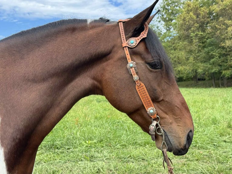 Spotted Saddle Horse Ruin 6 Jaar 152 cm Tobiano-alle-kleuren in Moscow