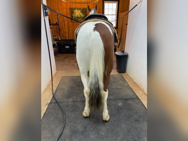 Spotted Saddle Horse Ruin 7 Jaar 152 cm Roodvos in Granite Falls