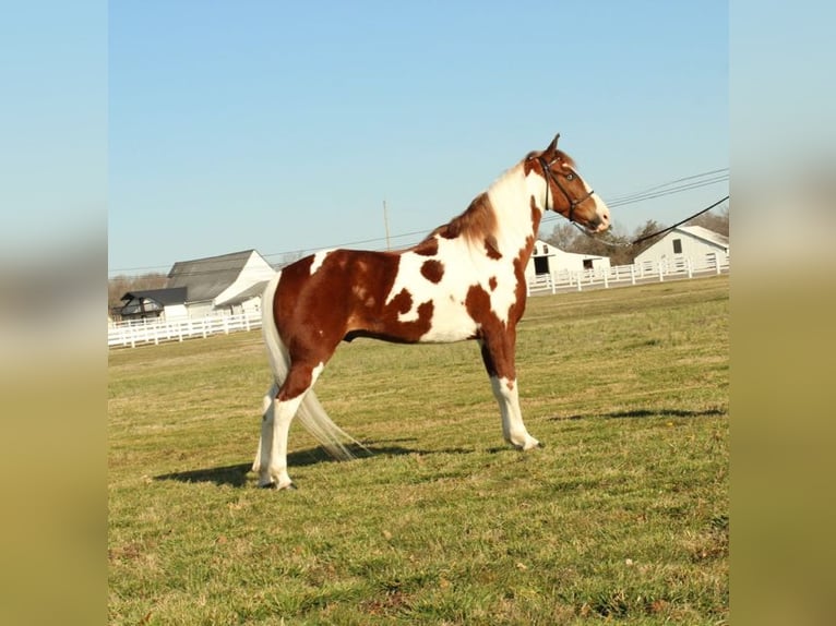 Spotted Saddle Horse Ruin 7 Jaar 152 cm Roodvos in Granite Falls