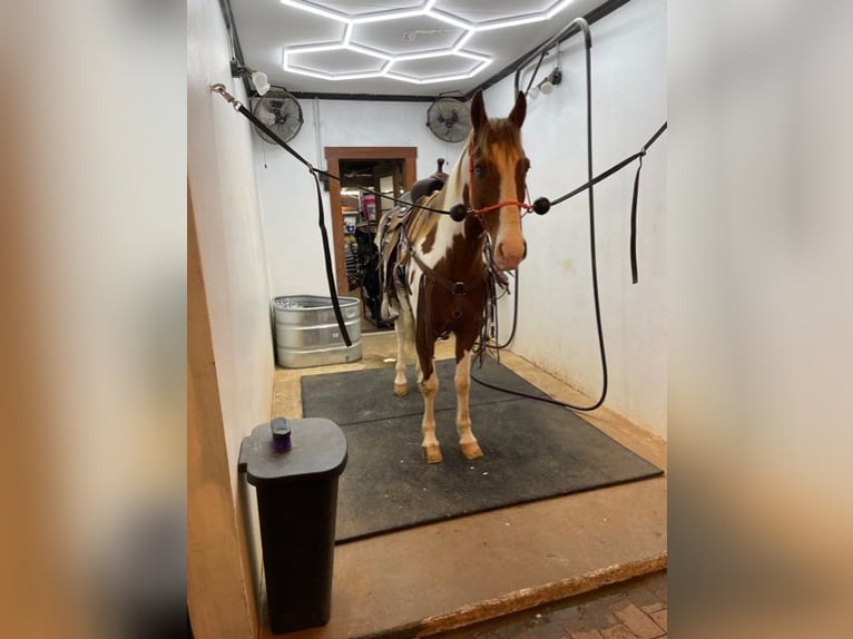 Spotted Saddle Horse Ruin 7 Jaar 152 cm Roodvos in Granite Falls