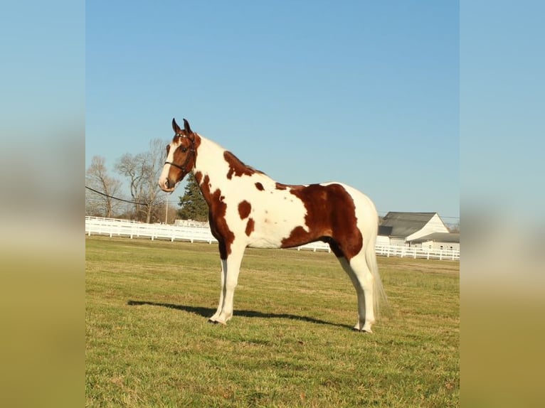 Spotted Saddle Horse Ruin 7 Jaar 152 cm Roodvos in Granite Falls