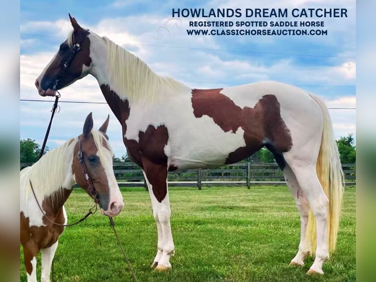 Spotted Saddle Horse Ruin 8 Jaar 142 cm Tobiano-alle-kleuren in Moscow, OHIO