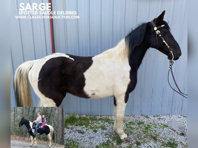 Spotted Saddle Horse Ruin 8 Jaar 142 cm Tobiano-alle-kleuren in Oneida, TN