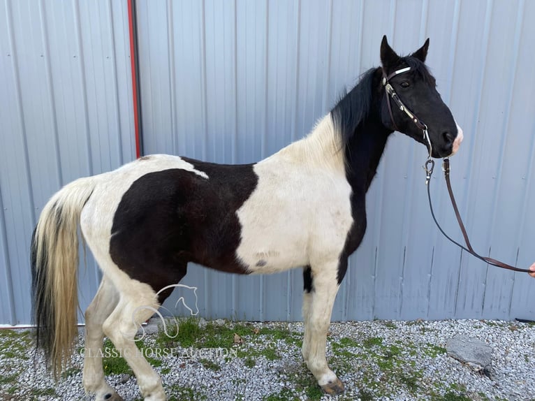 Spotted Saddle Horse Ruin 8 Jaar 142 cm Tobiano-alle-kleuren in Oneida, TN