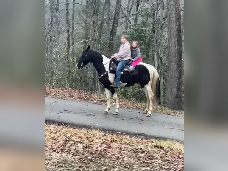 Spotted Saddle Horse Ruin 8 Jaar 142 cm Tobiano-alle-kleuren in Oneida, TN
