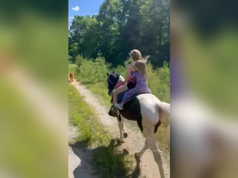 Spotted Saddle Horse Ruin 8 Jaar 142 cm Tobiano-alle-kleuren in Oneida, TN