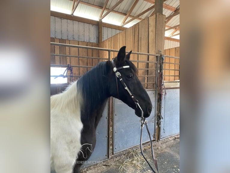 Spotted Saddle Horse Ruin 8 Jaar 142 cm Tobiano-alle-kleuren in Oneida, TN