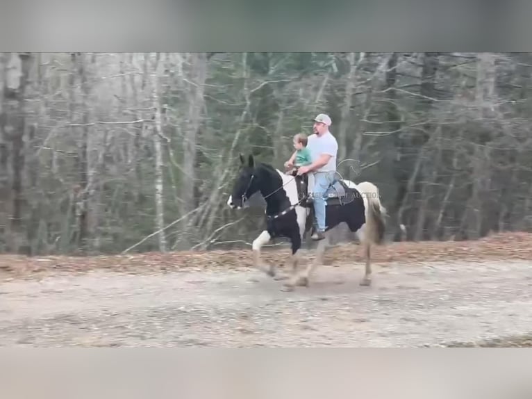 Spotted Saddle Horse Ruin 8 Jaar 142 cm Tobiano-alle-kleuren in Oneida, TN