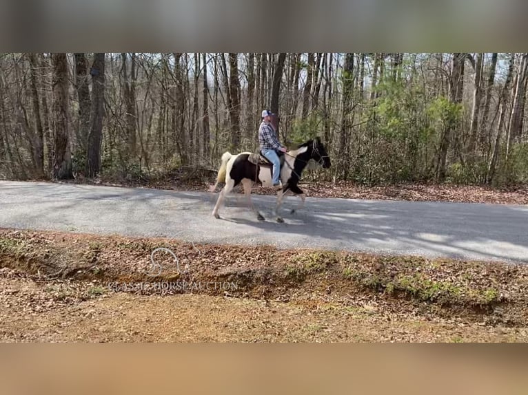 Spotted Saddle Horse Ruin 8 Jaar 142 cm Tobiano-alle-kleuren in Oneida, TN