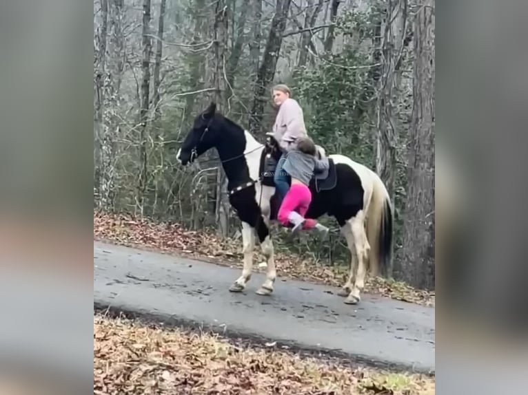 Spotted Saddle Horse Ruin 8 Jaar 142 cm Tobiano-alle-kleuren in Oneida, TN