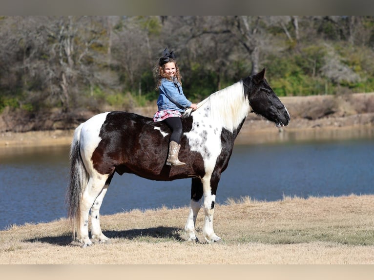 Spotted Saddle Horse Ruin 8 Jaar 147 cm Gevlekt-paard in Forney