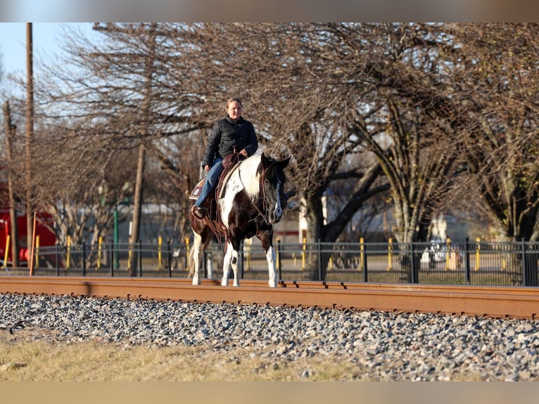 Spotted Saddle Horse Ruin 8 Jaar 147 cm Gevlekt-paard in Forney