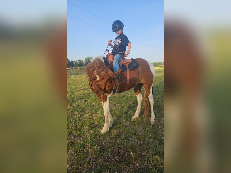 Spotted Saddle Horse Mix Ruin 8 Jaar 152 cm Gevlekt-paard in Marion