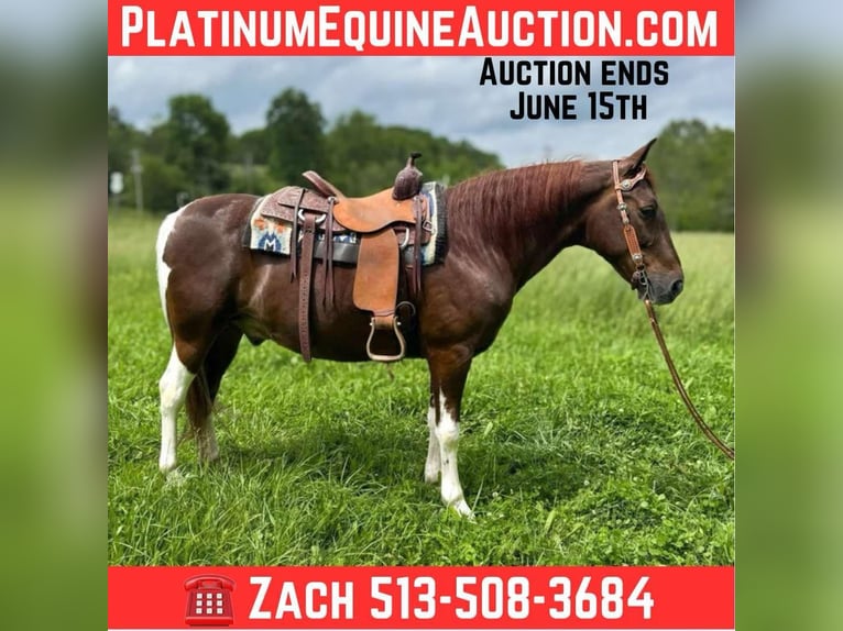 Spotted Saddle Horse Ruin 8 Jaar 152 cm Tobiano-alle-kleuren in Moscow OH