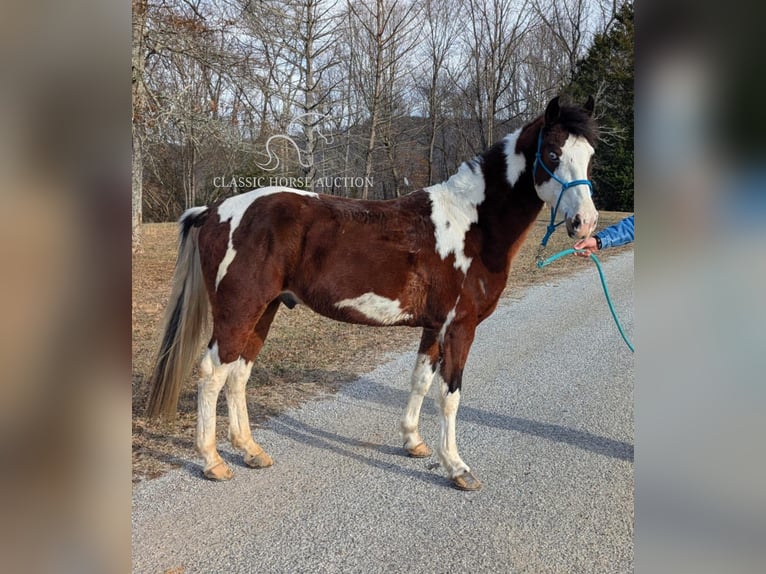 Spotted Saddle Horse Ruin 9 Jaar 142 cm in Spencer, TN