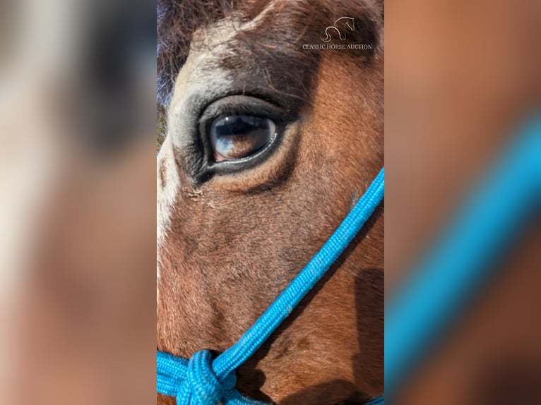 Spotted Saddle Horse Ruin 9 Jaar 142 cm Tobiano-alle-kleuren in Spencer, TN