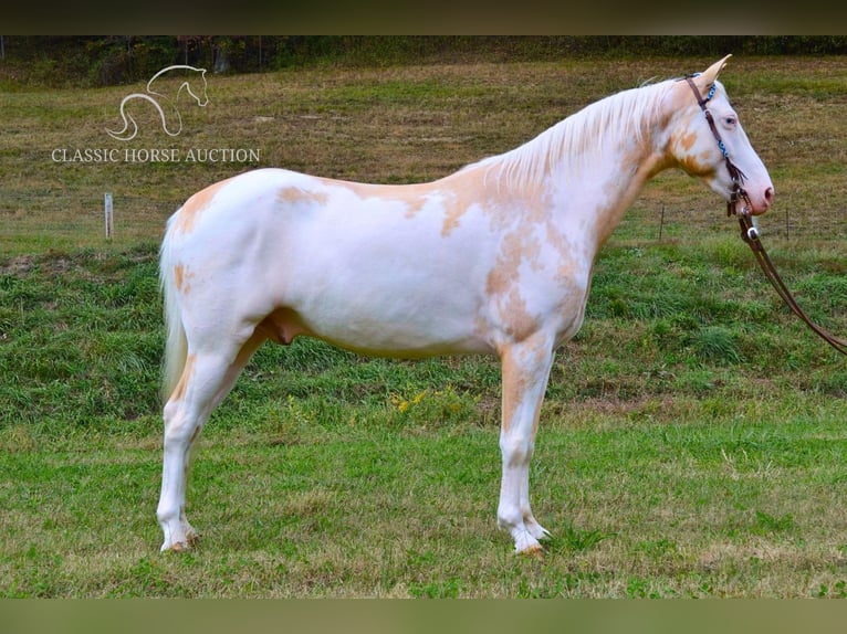 Spotted Saddle Horse Ruin 9 Jaar 152 cm in Salyersville, KY