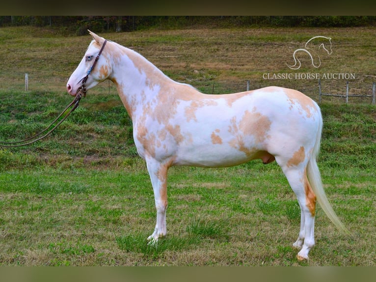 Spotted Saddle Horse Ruin 9 Jaar 152 cm in Salyersville, KY