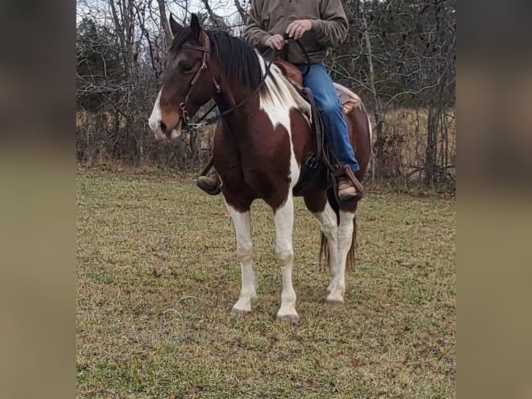 Spotted Saddle Horse Ruin 9 Jaar 152 cm Roodbruin in Mc Kee, KY