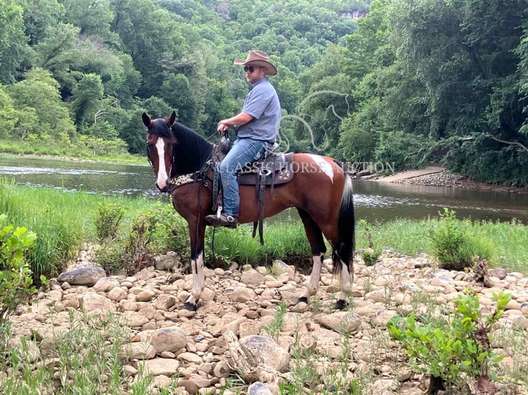 Spotted Saddle Horse Ruin 9 Jaar 152 cm Roodbruin in Whitley City, TN