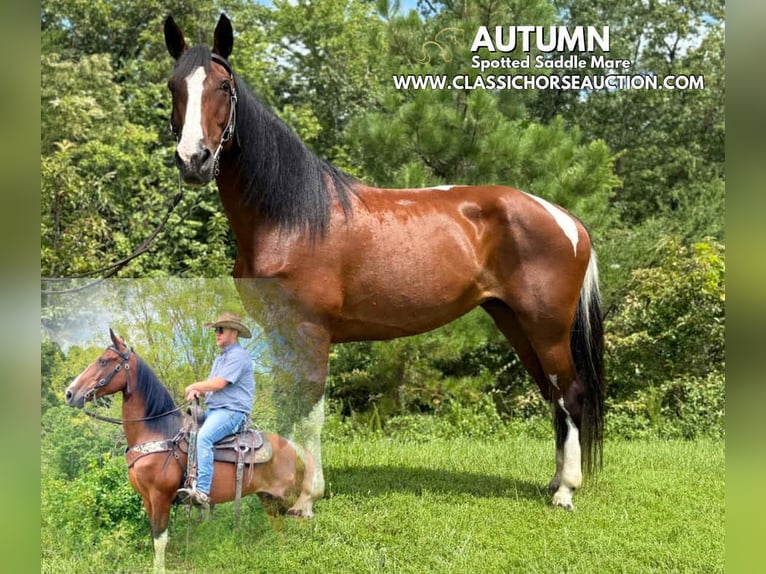 Spotted Saddle Horse Ruin 9 Jaar 152 cm Roodbruin in Whitley City, TN