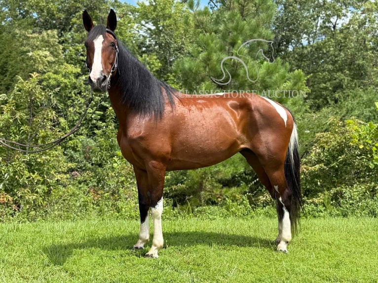 Spotted Saddle Horse Ruin 9 Jaar 152 cm Roodbruin in Whitley City, TN