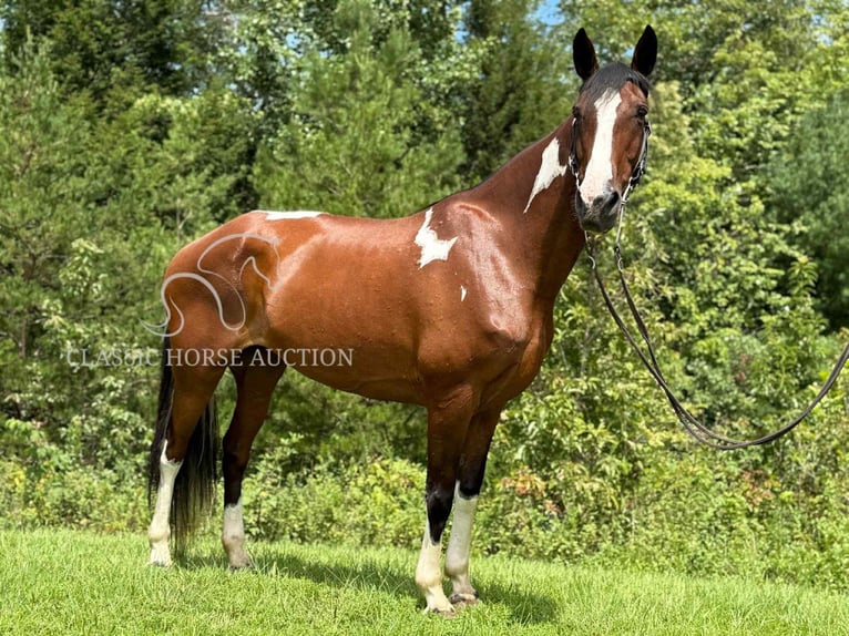 Spotted Saddle Horse Ruin 9 Jaar 152 cm Roodbruin in Whitley City, TN