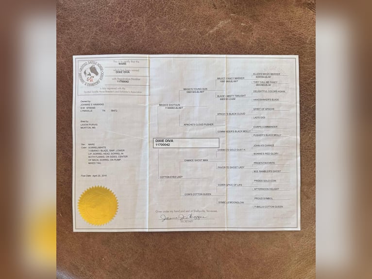 Spotted Saddle Horse Stute 10 Jahre 163 cm Tobiano-alle-Farben in Pioneertown CA