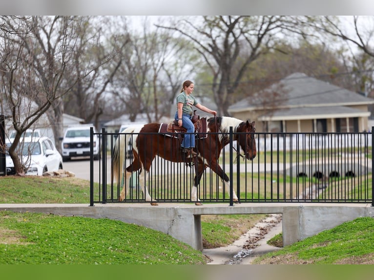 Spotted Saddle Horse Stute 12 Jahre 157 cm Schecke in Forney