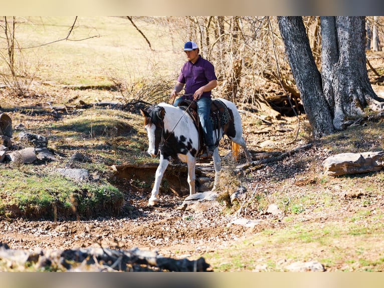 Spotted Saddle Horse Stute 12 Jahre 157 cm Tobiano-alle-Farben in Hampshine TN