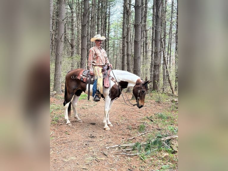 Spotted Saddle Horse Stute 13 Jahre 152 cm in Littlestown, PA