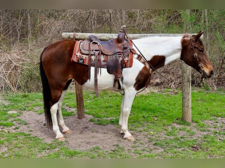 Spotted Saddle Horse Stute 13 Jahre 152 cm in Littlestown, PA