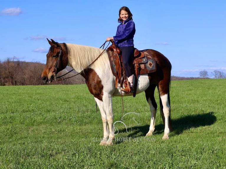 Spotted Saddle Horse Stute 13 Jahre 152 cm in Littlestown, PA