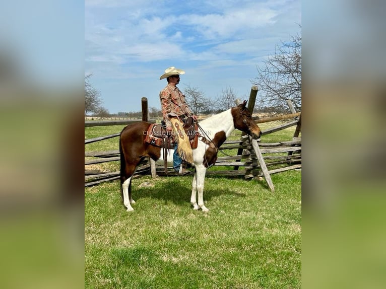 Spotted Saddle Horse Stute 13 Jahre 152 cm in Littlestown, PA