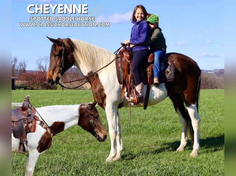 Spotted Saddle Horse Stute 13 Jahre 152 cm in Littlestown, PA