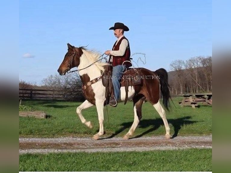 Spotted Saddle Horse Stute 13 Jahre 152 cm in Littlestown, PA