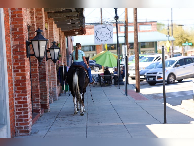 Spotted Saddle Horse Stute 14 Jahre 152 cm Schecke in Forney