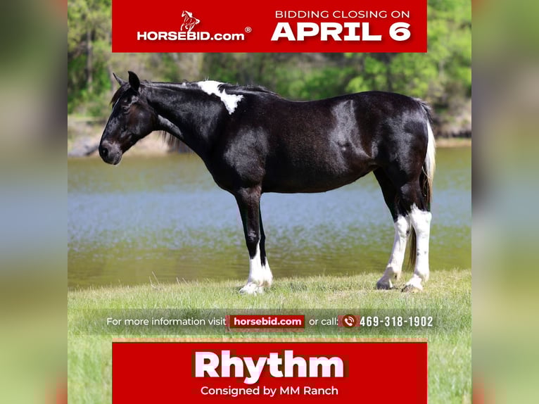 Spotted Saddle Horse Stute 14 Jahre 152 cm Schecke in Forney