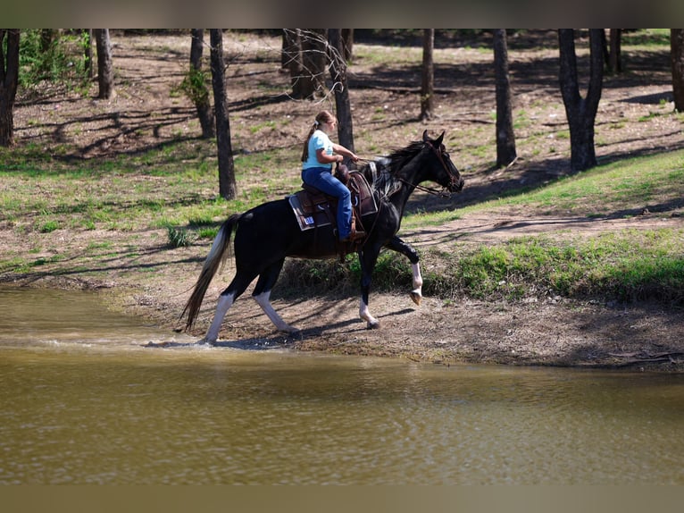 Spotted Saddle Horse Stute 14 Jahre 152 cm Schecke in Forney