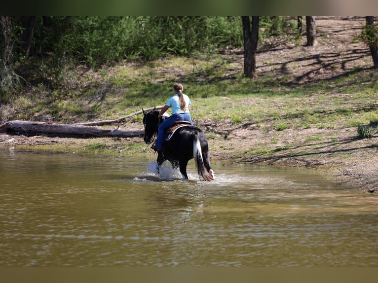 Spotted Saddle Horse Stute 14 Jahre 152 cm Schecke in Forney