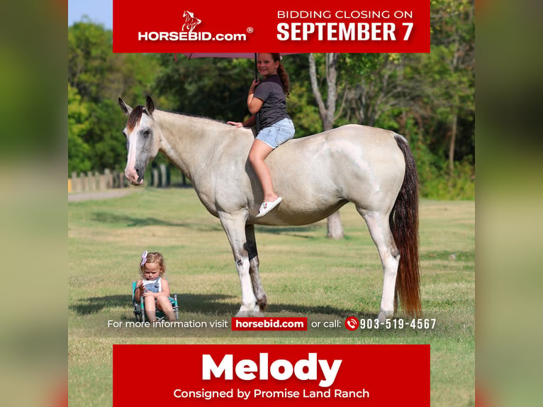 Spotted Saddle Horse Stute 14 Jahre Buckskin in Terrell